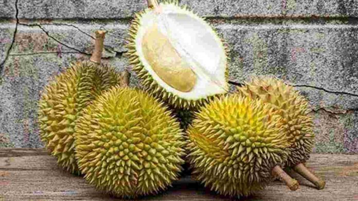 mitos seputar durian