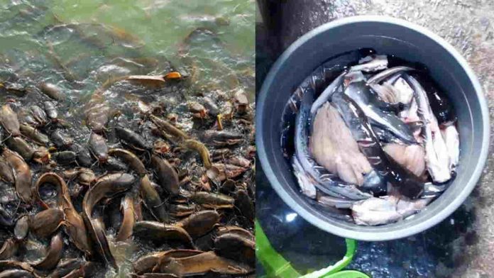 budidaya ikan lele