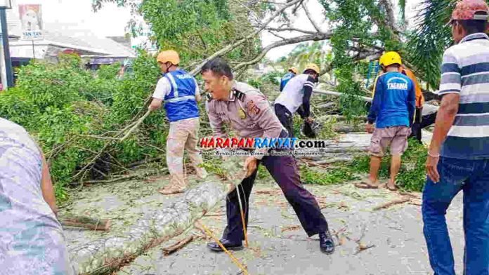 pohon besar tumbang diterjang angin kecang