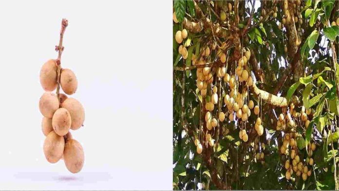 11 Manfaat Buah Langsat yang Ampuh untuk Kulit dan Atasi Sembelit