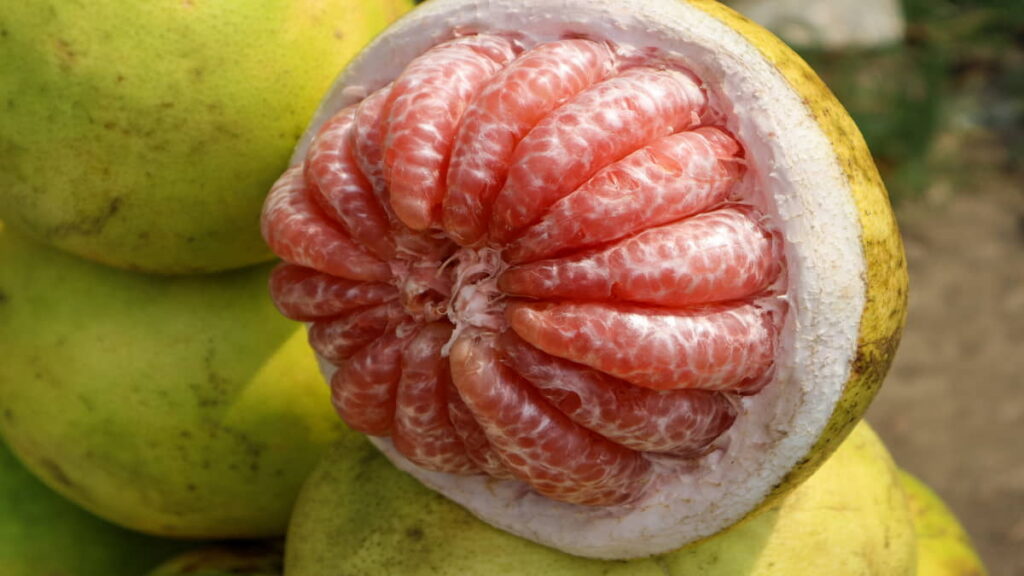 Buah Penyubur Kandungan