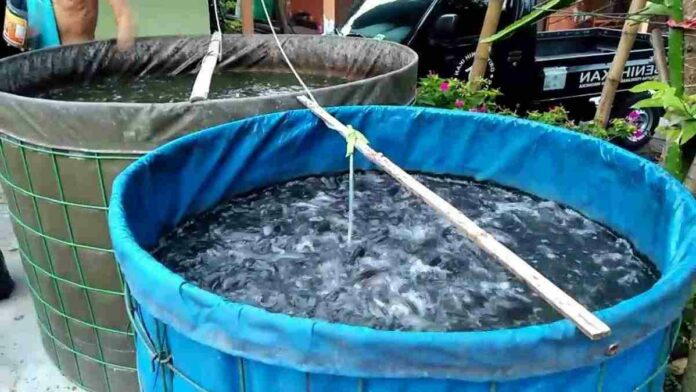 Budidaya Ikan Mas di Kolam Terpal Mudah dan Menguntungkan