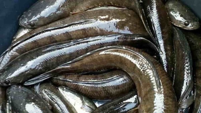 Cara Ternak Ikan Gabus, Usaha Budidaya yang Makin Diminati