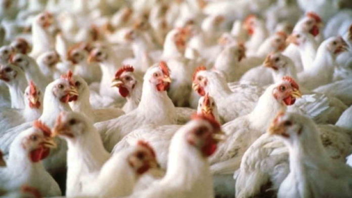 Gegara Corona, Peternak di Ciamis Jual Ayam Pejantan Sampai Rp 5.000