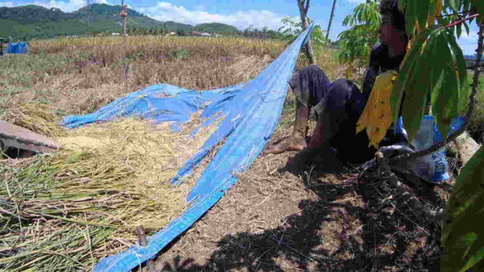 Hama Wereng Serang Tanaman Padi, Petani di Banjar Merugi