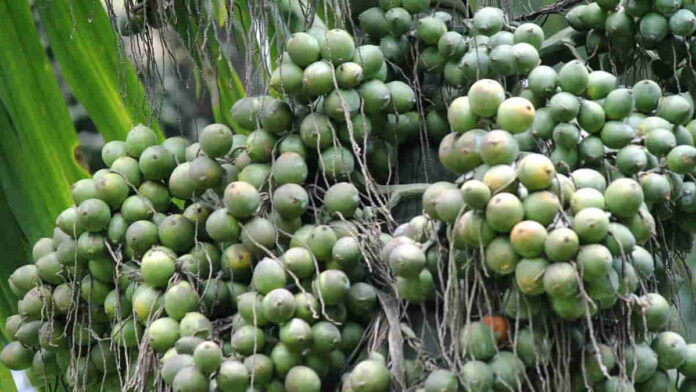 Manfaat Buah Pinang Bagi Kesehatan dan Kecantikan, Kaya Vitamin