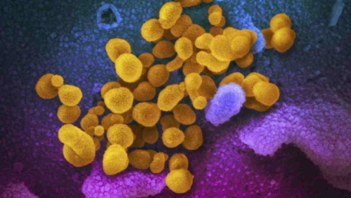 Mutasi Virus Corona