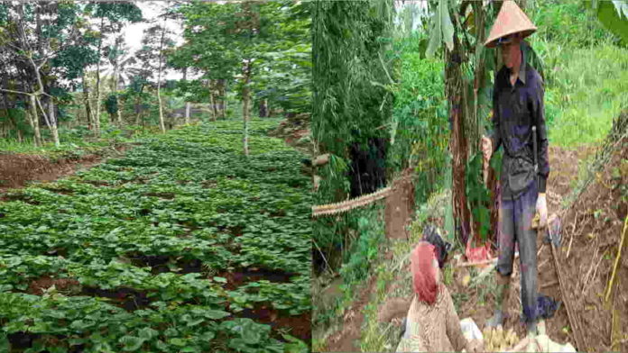 Petani Asal Jalatrang Ciamis Sebut Prospek Bertani Ubi Jalar Menggiurkan