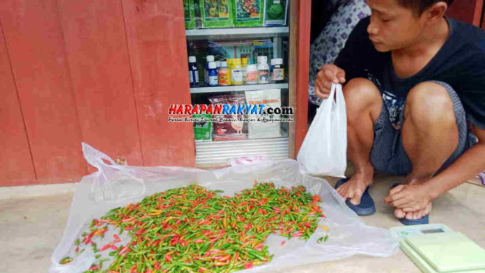 Petani Cabai Rawit di Pangandaran