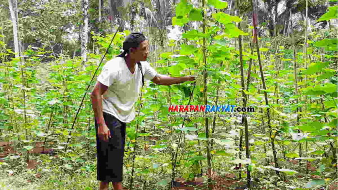 Petani Mentimun di Pangandaran