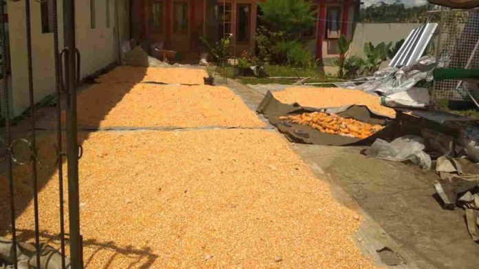 Petani di Ciamis Keluhkan Harga Jagung Anjlok