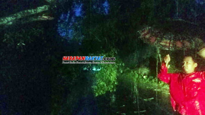 Pohon Nyaris Tumbang Bahayakan Pengguna Jalan