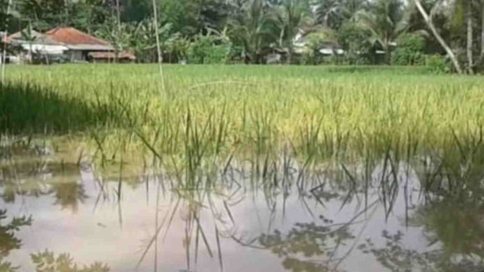 Puluhan Hektar Sawah di Kalipucang Pangandaran Terancam Gagal Panen