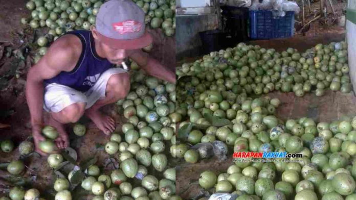 Jambu Kristal