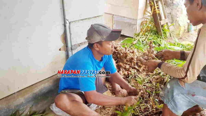 petani rempah