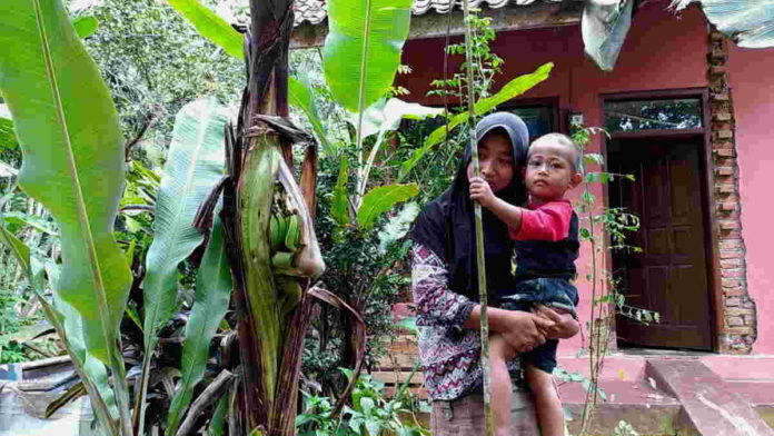 pohon pisang