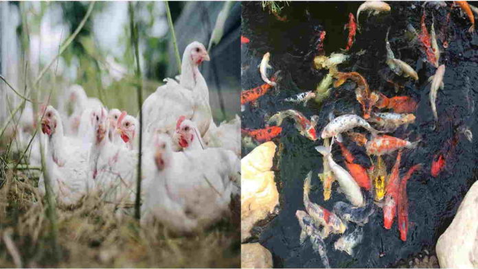 10+ Peluang Usaha di Desa Berkembang yang Menjanjikan dan Prospektif