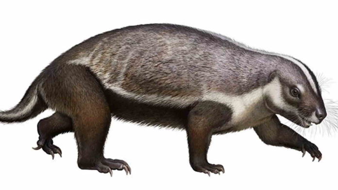 Fosil Mamalia Aneh Dari Madagaskar Mirip Hewan Musang