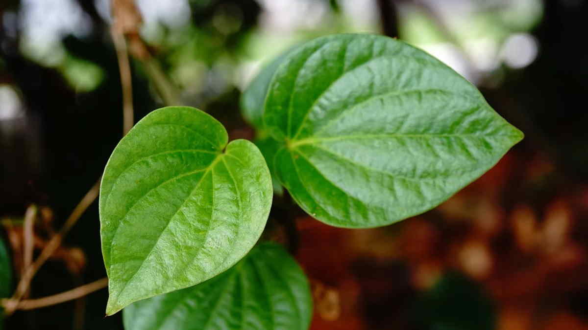 Jenis Tanaman untuk Taman Toga