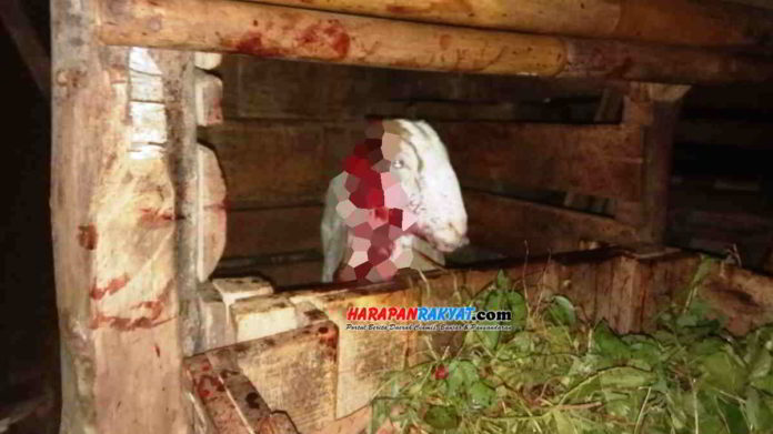 Aksi pencurian ternak di Kabupaten Ciamis, Jawa Barat, mulai resahkan warga. Seperti yang terjadi di Dusun Desakulon, Desa Ciakar, Kecamatan Cipaku, Kabupaten Ciamis, Rabu (13/05/2020). Foto: Edji Darsono/HR.