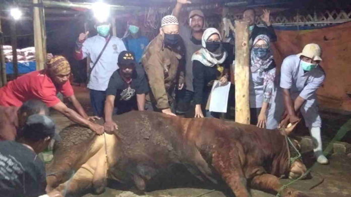 Pastikan Masyarakat Konsumsi Daging Sehat, Disnakan Ciamis Lakukan Pemeriksaan Hewan Ternak