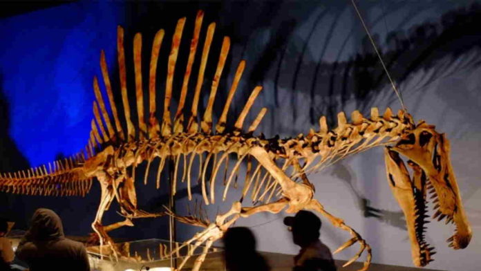 Penemuan Fosil Spinosaurus