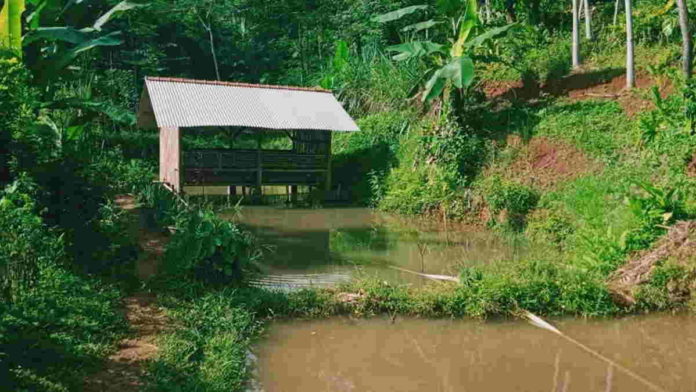 Peternak Ikan Mujair Sumringah, Hasil Panen Dibeli Pemkab Pangandaran Tiap Bulan