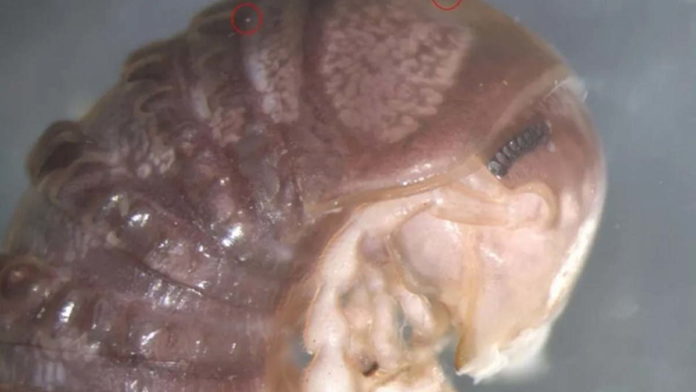Temuan Spesies Parasit Baru di Paltform Twitter, Troglomyces Twitteri