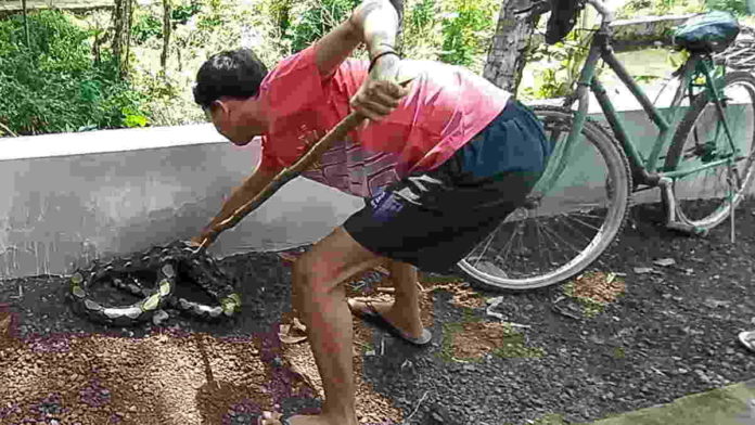 Usai Sahur, Warga Ciamis Tangkap Ular Sanca Kembang 3 Meter Pemangsa Ayam