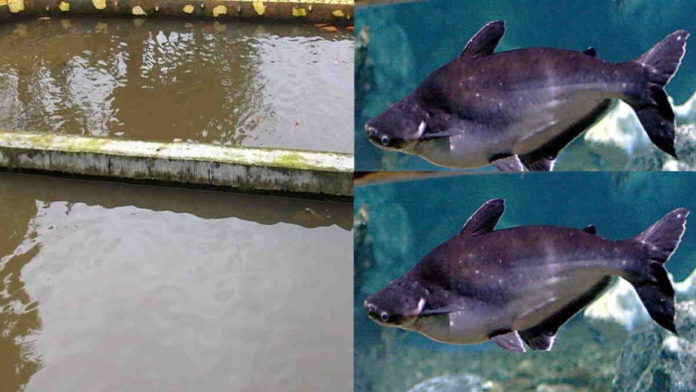 budidaya ikan patin