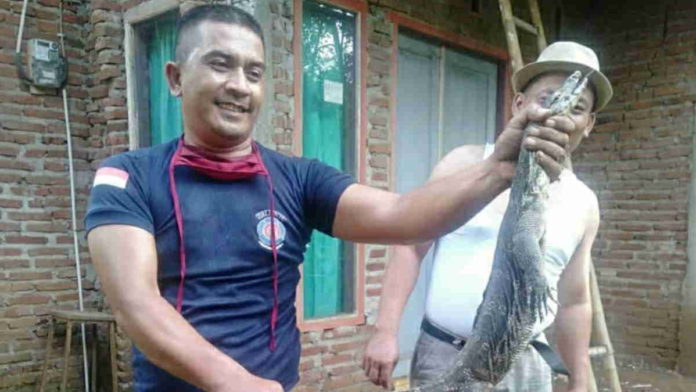 Bersarang di Atap Rumah, Seekor Biawak Berhasil Ditangkap Petugas Damkar Ciamis