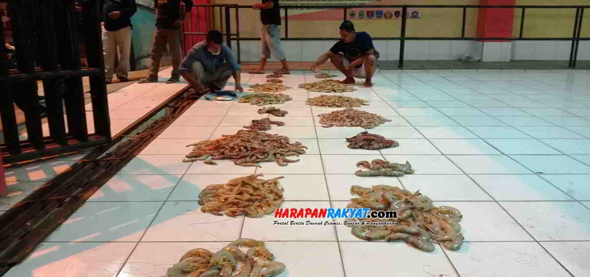 Selama Pandemi Harga  Udang di  Pangandaran  Tetap Normal 