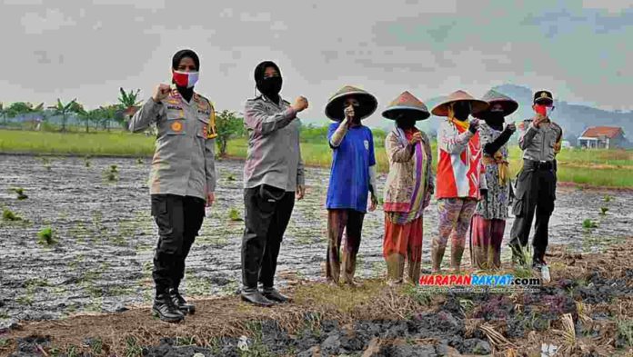 Sawah Rawa Onom