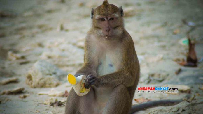 Kawanan Monyet
