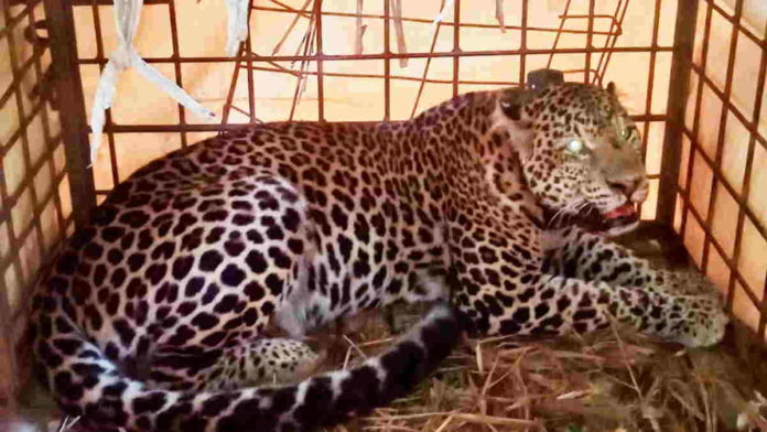 Kerap Memangsa Ternak, Macan Tutul Berhasil Ditangkap Warga Lumbung Ciamis