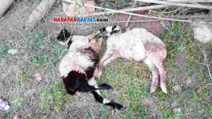 Makhluk Misterius Serang Kambing