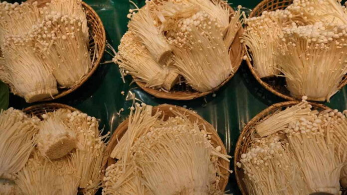 Manfaat Jamur Enoki