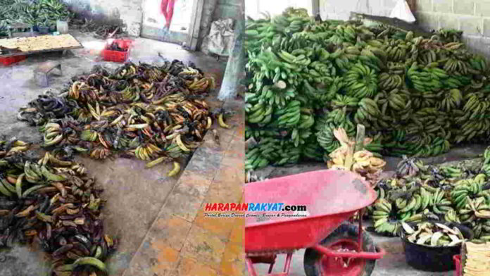 Pisang yang membusuk di salah satu kios pedagang pisang di Pamarican, Kabupaten Ciamis. Foto: Suherman/HR.