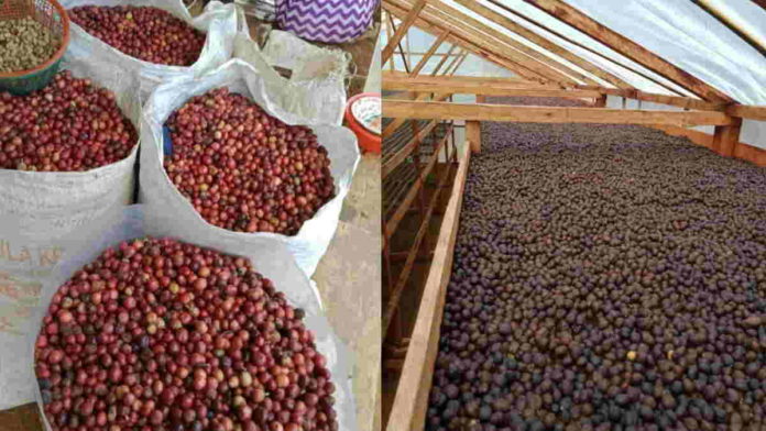 Petani Kopi di Pangandaran