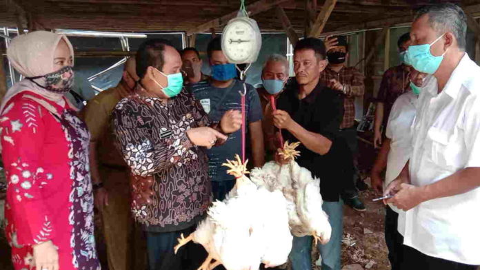 Peternakan Ayam di Pangandaran Perlu Dikembangkan