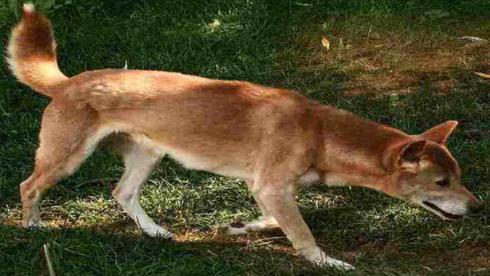 Anjing Spesies Baru