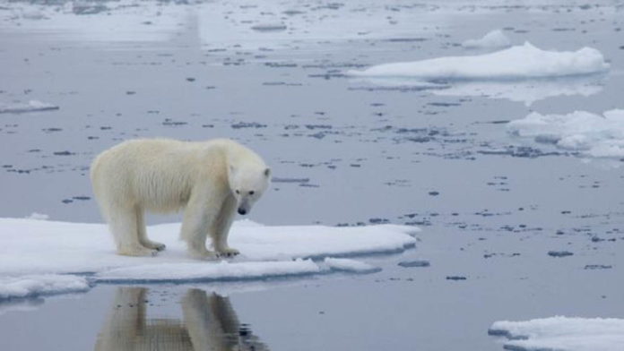 Beruang Kutub Terancam Punah di Akhir Abad 21 Akibat Global Warming