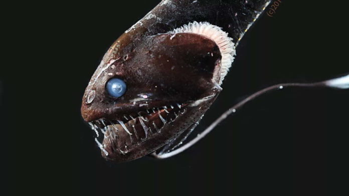 Ikan paling Hitam di Laut