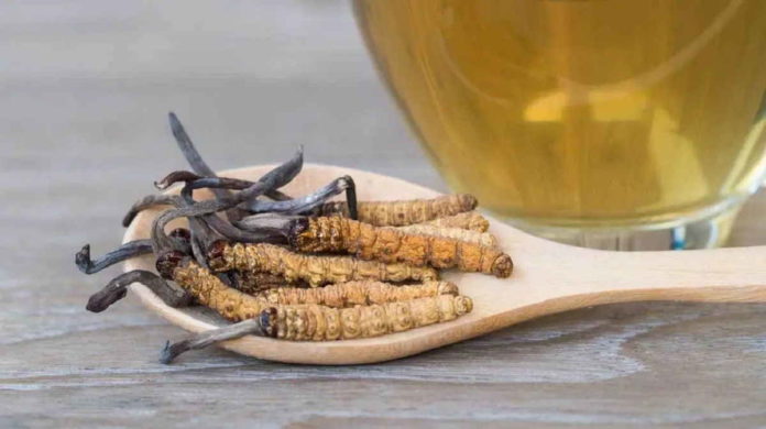 Jamur Cordyceps Antivirus Corona, Berkhasiat dan Tanpa Efek Samping