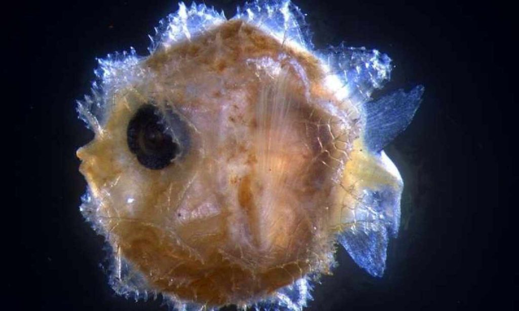 Larva Ikan Mola Alexandrini