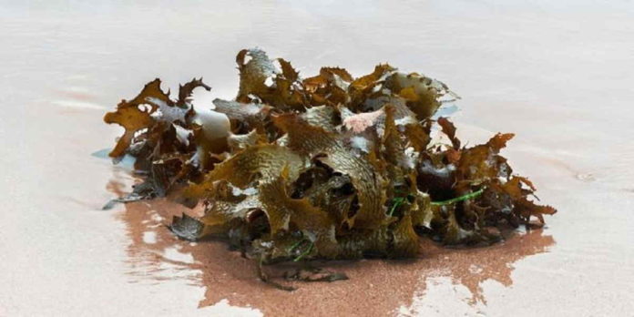 Penelitian Rumput Laut Untuk Melawan Corona