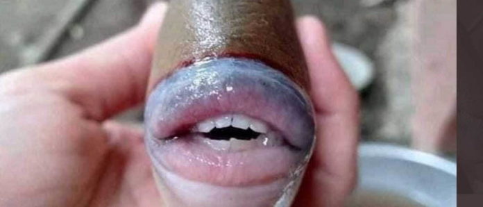 Viral Penampakan Triggerfish