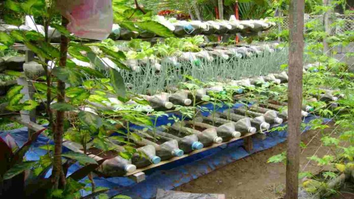 Berkebun di Pekarangan