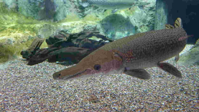 Ikan Aligator yang Viral, Ini Faktanya!