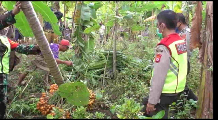 Jatuh dari Pohon Pinang, Warga Pamarican Ciamis Ditemukan Tewas